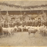 Pokaz dorobku hodowców owiec